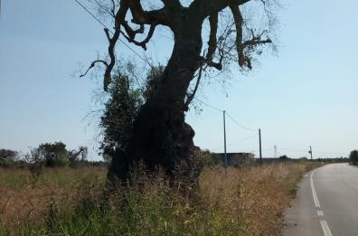 Salice Salentino, il secolare “albero del diavolo” ucciso dalla Xylella dopo 400 anni
