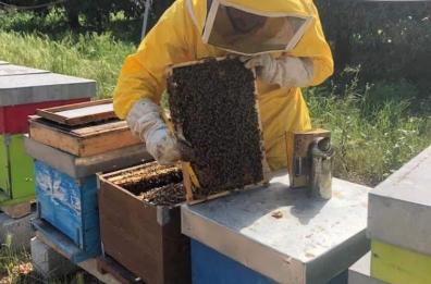 Il miele di Acquaviva sbarca negli Usa: riconoscimento per l'apicoltore Gargano