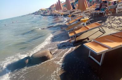 Metaponto, il dramma dell’erosione: il mare porta via file di ombrelloni

