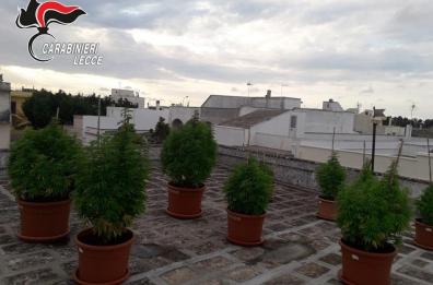 Vitigliano, serra di marijuana sul terrazzo: arrestato 35enne incensurato