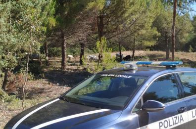 Lesina, una mandria di buoi vuole andare in spiaggia: bloccati dalla Polizia 