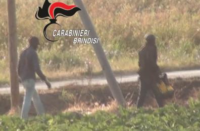 Brindisi, sfruttano nei campi di pomodoro braccianti stranieri, clandestini e sottopagati: 2 arresti