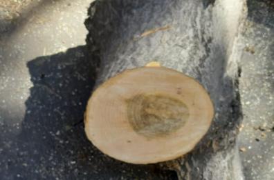 Bari,  abbattuto l’albero a Poggiofranco: «I tronchi evidenziano che era ancora sano»