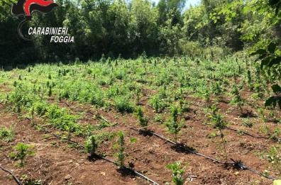 Carabinieri scoprono enorme piantagione di marijuana nel Foggiano: un arresto