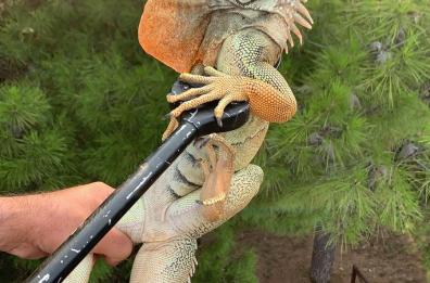 Foggia, iguana al parco sfugge al proprietario e si arrampica su un albero: recuperata dai soccorsi