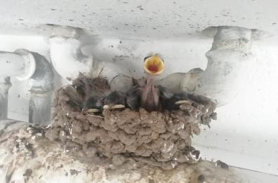 Adelfia, scoperta rondinella appena nata in un garage: la foto fa il giro del web