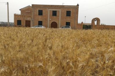 Il grano di Foggia: listino ancora giù, strategico non vendere