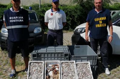 Molfetta, pesce avariato pronto per la vendita: sequestrati 14 kg
