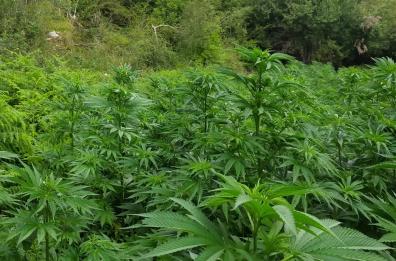 Cannabis, GdF sequestra maxi-piantagioni nel Foggiano: valevano milioni