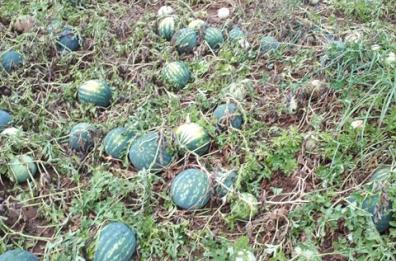 Grandine a Taranto, Coldiretti: «Danni a frutteti e a campi di meloni e angurie»