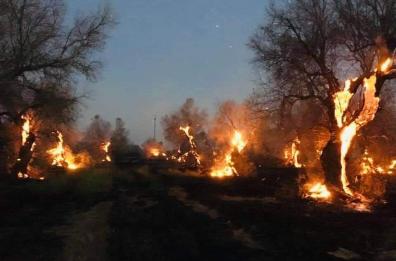 «Salviamo gli ulivi del Salento»: oltre 20mila firme in due settimane