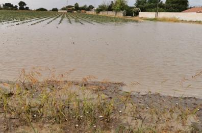 Bari, pioggia e fitofarmaci: addio uva, campagne in ginocchio