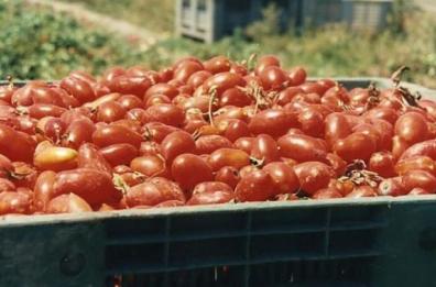 Foggia, imprese agricole in rosso ma si continua a investire