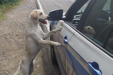 Sos animali: solo in 2 settimane già mille cuccioli abbandonati 