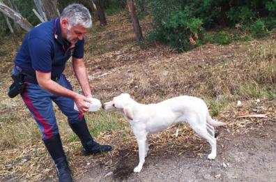 Metaponto, cucciolo abbandonato per strada salvato da poliziotto: «Cercava in ogni auto il suo padrone»