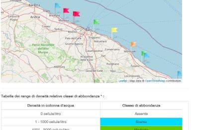 Alga tossica, migliora la situazione sul litorale di Bari ma rimane l'allerta a Santo Spirito