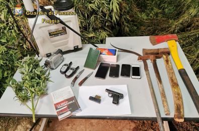 S. Marco in Lamis,  maxi piantagione di marijuana con 5mila piante: 1 uomo armato arrestato e 3 denunciati 