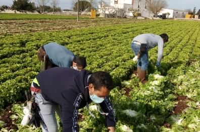 Puglia, presentate 2871 domande di regolarizzazione in agricoltura: solo il 15% 