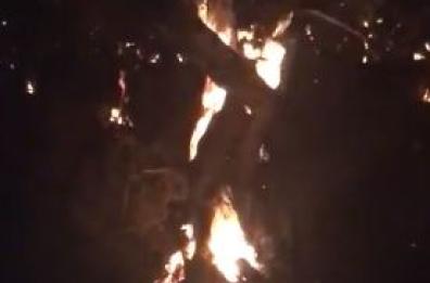 Lequile,  ulivi affetti da Xylella dati alle fiamme VIDEO