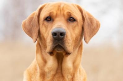 Racale, uccidono cane dandogli da mangiare esche avvelenate