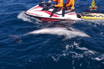 Brindisi, delfino morto recuperato dai pompieri nelle acque dell’Isola di Sant’Andrea