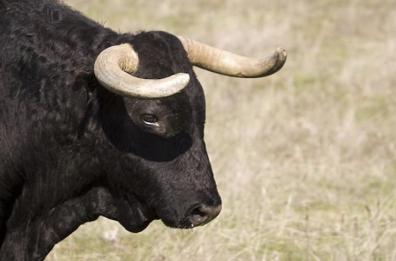 «Toro Casimiro cerca casa»: Romina Power prende a cuore la sorte dell'animale e lancia un appello