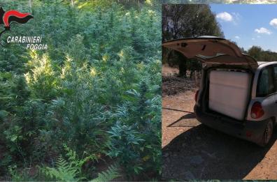 San Nicandro, scoperta piantagione marijuana con 40 piante: arrestato il «giardiniere»
