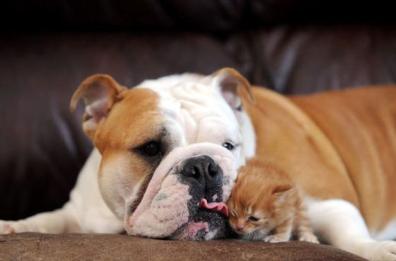 Storia del cane Patrizio: lusso per la famiglia 