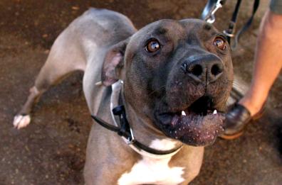 Azzannata da un pitbull mentre passeggia col suo cane a Presicce-Acquarica: donna  in ospedale