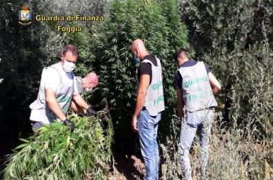GdF scopre piantagioni di marijuana nel Brindisino e nel Foggiano: 3 arresti