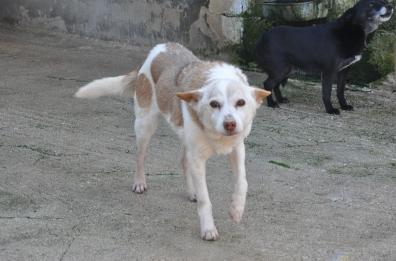 Adottiamo i cani-nonni: l'appello di Enpa Puglia