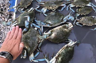 Dopo l'alga tossica altra grana per i pescatori baresi: arriva l'incubo dei granchi blu