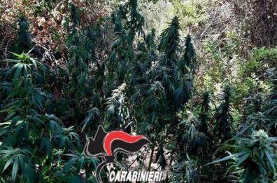 Fasano, mini piantagione marijuana scoperta tra la vegetazione: 2 arresti e una denuncia