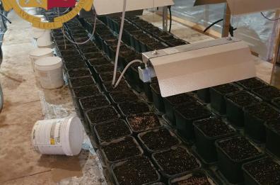 Santo Spirito: in una serra trovati 62 kg di marijuana già pronta per la vendita, un arresto