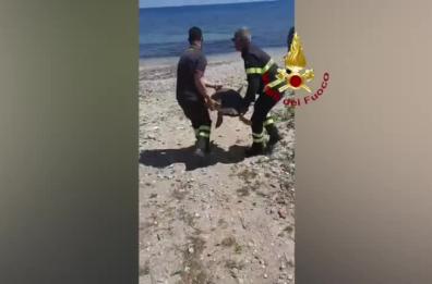 Brindisi, liberata una tartaruga intrappolata nella zona industriale