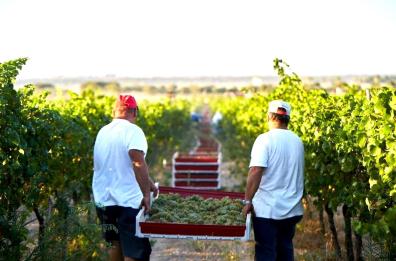 Foggia, «Avvoltoi» sulla vendemmia