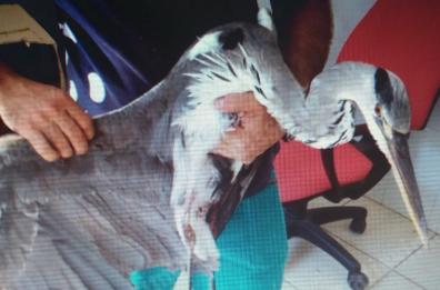 Putignano, airone cenerino ferito dai bracconieri 