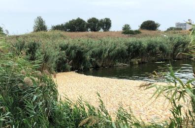 Brindisi, misteriosa moria di pesci in un laghetto delle Saline: indagano i Cc Forestali 