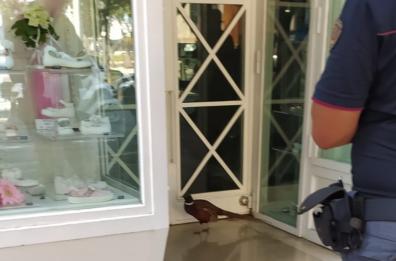 Bari, l'incredibile storia del fagiano in fuga rintracciato dalla polizia in piena città