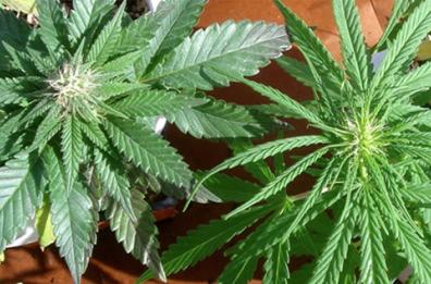 Lesina, i carabinieri forestali sequestrano oltre 100 piante di marijuana 