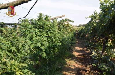 Barletta, scoperta piantagione cannabis in un vigneto: tre in manette 