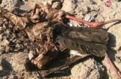 Foggia, la conferma: le rarissime cicogne nere uccise da cacciatori
