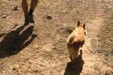 Laterza, il cane Willy che segue i pellegrini