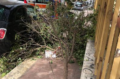 Bari, vento sradica albero in via Re David e finisce su passante: divelta anche recinzione