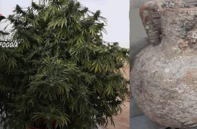 Manfredonia, l'attico era una serra per coltivare marijuana: arrestato insospettabile