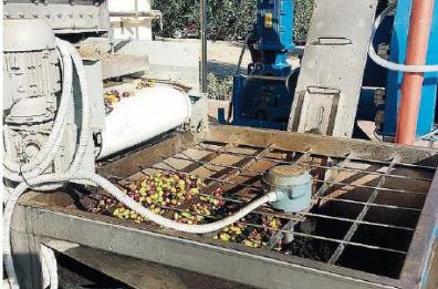 Xylella, dalla «Favolosa» la rinascita dei frantoi: in salento già 500mila piante 