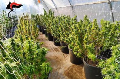 Mesagne, coltivava in una serra oltre cento piante di marijuana: arrestato agricoltore 47enne 