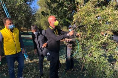 Xylella, l'allarme di Coldiretti: «L'epidemia ha distrutto 1/3 degli ulivi millenari»
Raccolta olive: produzione di qualità ma in calo