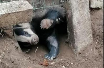 Potenza, liberato esemplare di tasso catturato con filo d'acciaio da bracconieri