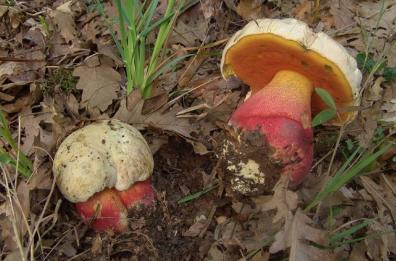 Brindisi, intossicazione da funghi: 75enne ricoverato al «Perrino»